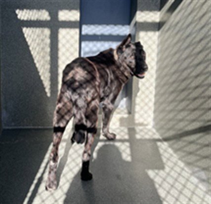 A5787766 - German Shepherd Dog available for adoption