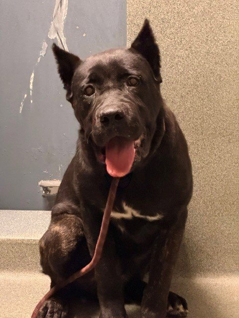 A5794140 - Cane Corso Mastiff available for adoption