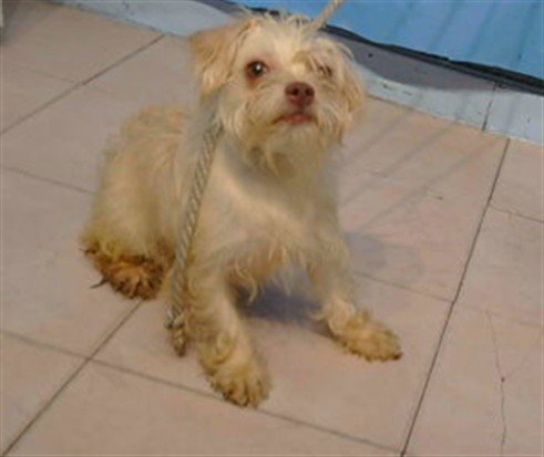 A5790619 - Terrier available for adoption