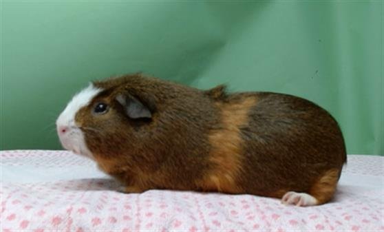 REBEL - Guinea Pig available for adoption