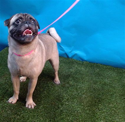 CRUCIAL - Pug available for adoption
