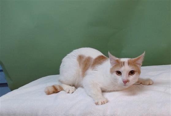 SIMBA - Domestic Short Hair available for adoption