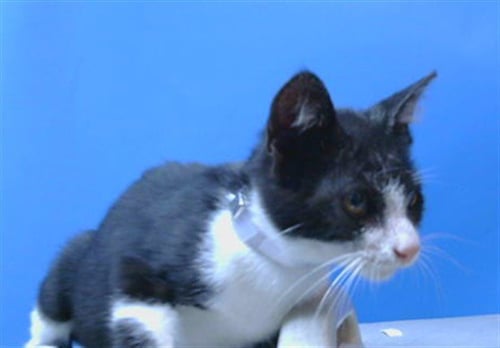A5788134 - Domestic Short Hair available for adoption