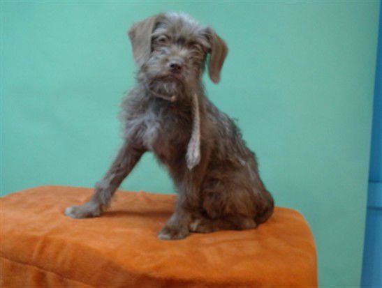 CICI - Terrier available for adoption