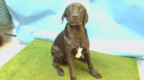 A5796602 - Labrador Retriever available for adoption