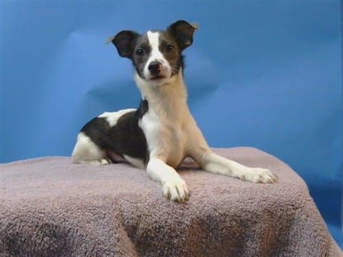 A5798404 - Chihuahua available for adoption