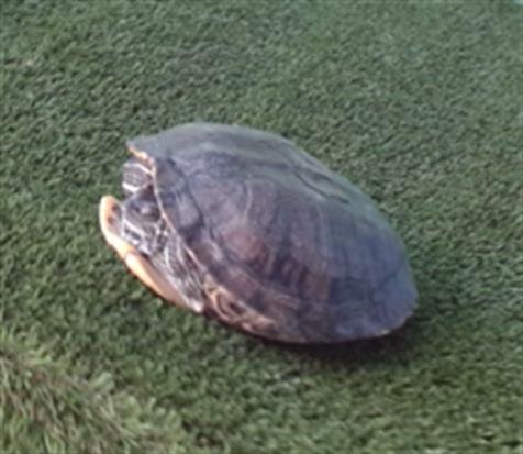 A5748561 - Turtle available for adoption