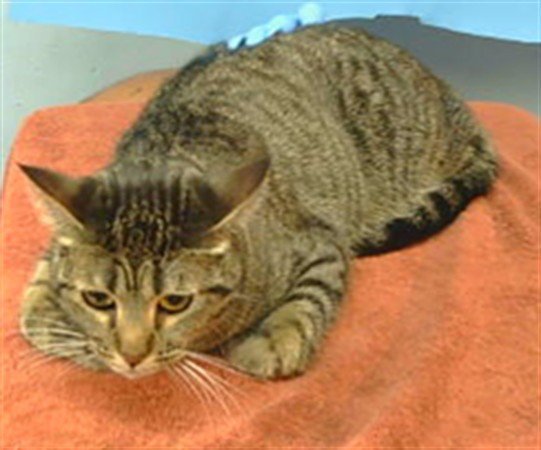 EMI Image