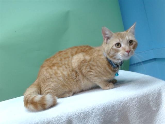 OLIVER - Domestic Short Hair available for adoption