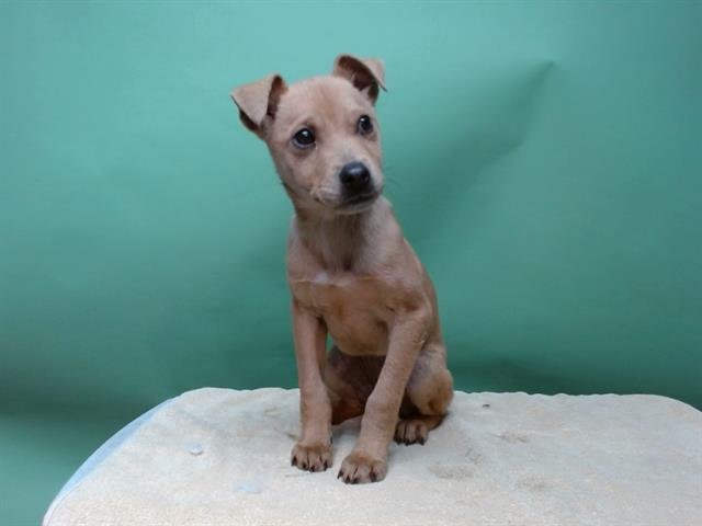 NYLA - Pit Bull Terrier / Siberian Husky available for adoption