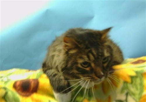 YOSHI - Domestic Long Hair available for adoption