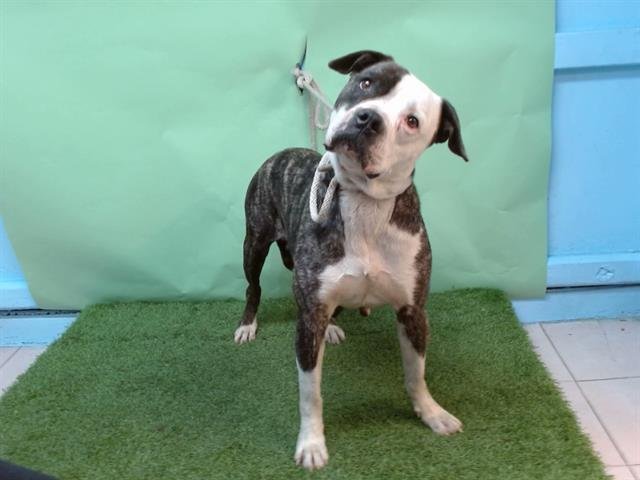 KATALINA - Boxer available for adoption