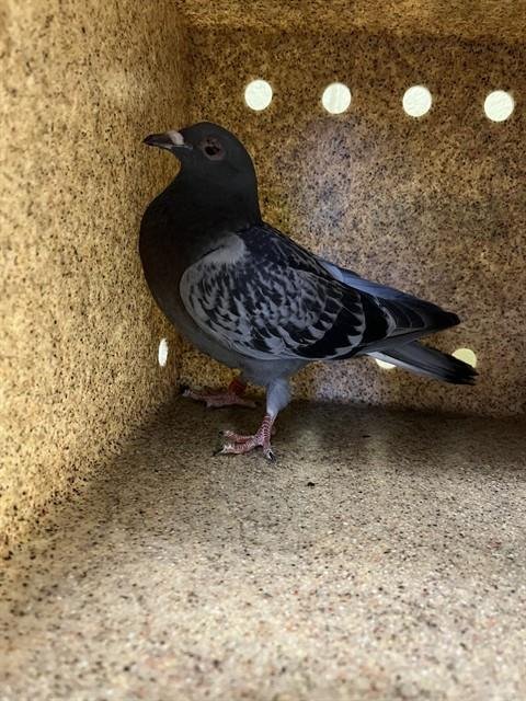 A5765231 - Pigeon available for adoption