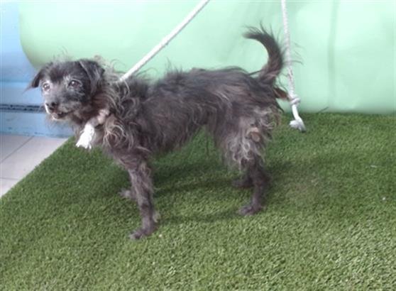 CHICO - Terrier available for adoption