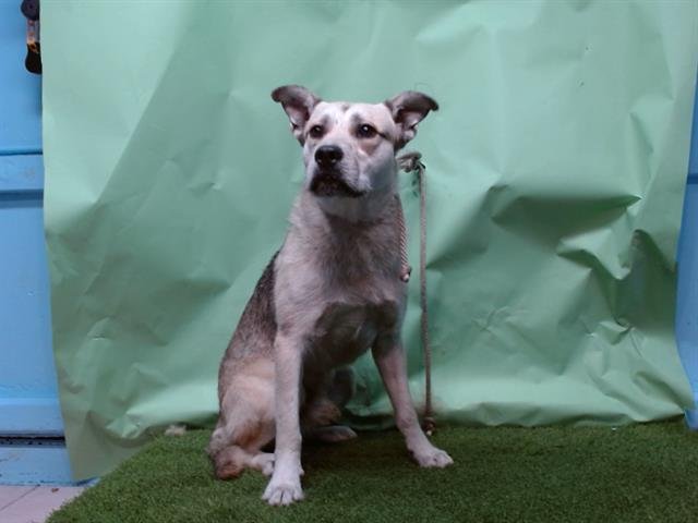 CHARLIE - German Shepherd Dog / Terrier available for adoption