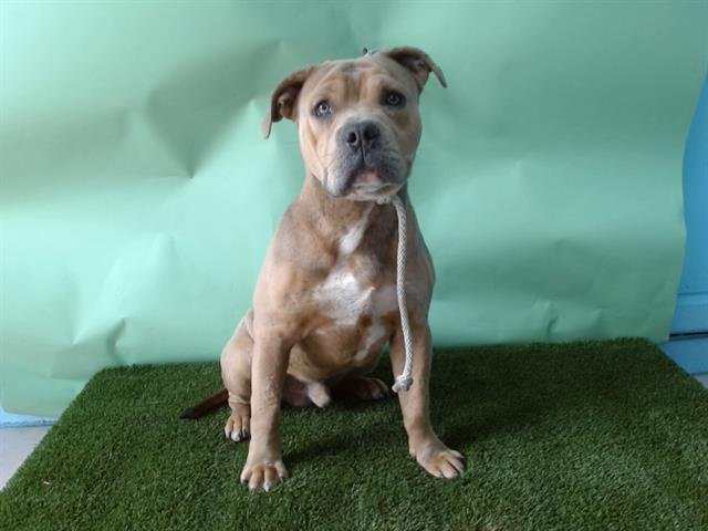 BONGO - Pit Bull Terrier available for adoption