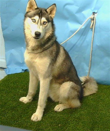 YUKON - Siberian Husky available for adoption