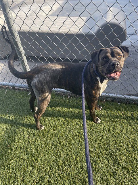 DREAM - Pit Bull Terrier available for adoption