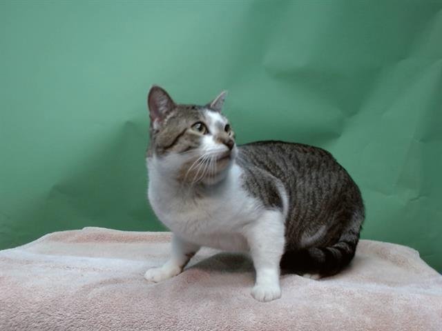 OLIVER - Domestic Medium Hair available for adoption