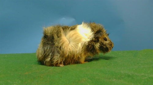 A5778433 - Guinea Pig available for adoption