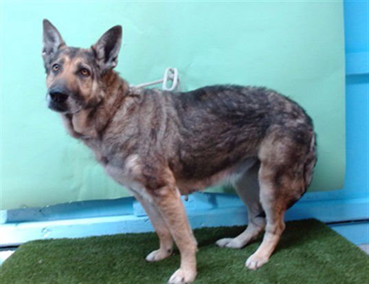 AURORA - German Shepherd Dog available for adoption