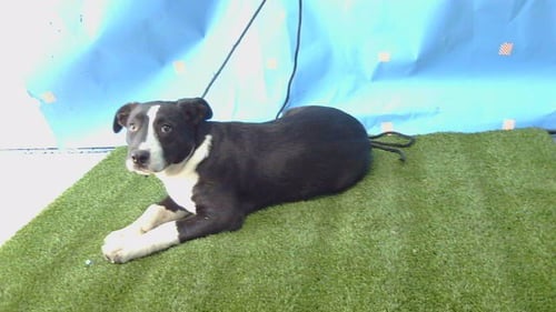 SIERRA - Pit Bull Terrier available for adoption