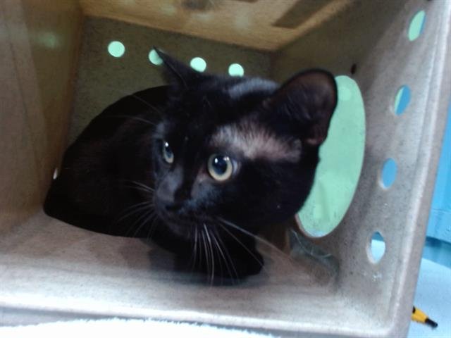 GARTH - Domestic Short Hair available for adoption