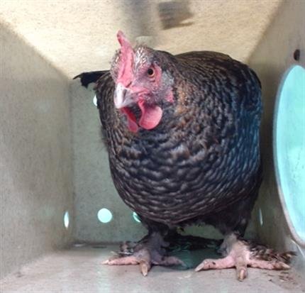 A5747478 - Chicken available for adoption