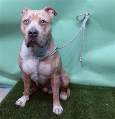 FAT BOY - Pit Bull Terrier available for adoption