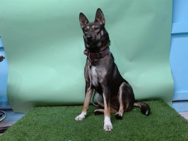 NOODLES - German Shepherd Dog available for adoption