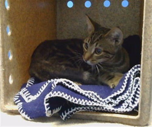 A5796078 - Domestic Short Hair available for adoption