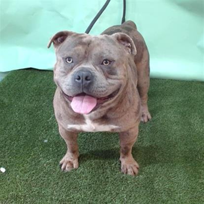 KAPO - Pit Bull Terrier available for adoption