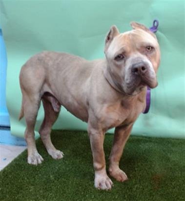 BRUNO - Pit Bull Terrier available for adoption