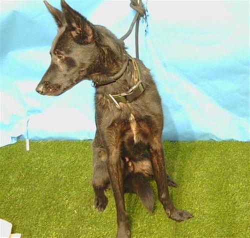 GENGO - Belgian Shepherd Malinois available for adoption