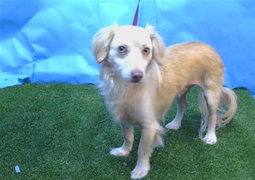 DASH - Chihuahua available for adoption
