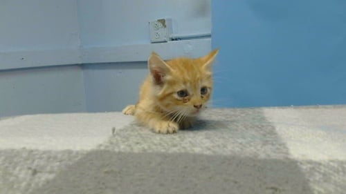 JODY - Domestic Short Hair available for adoption