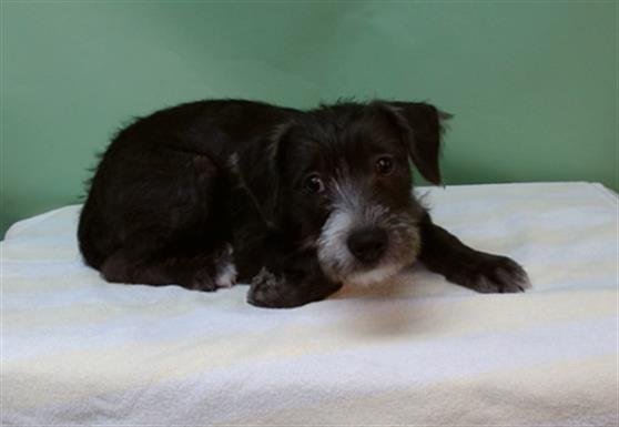 TAZ - Terrier available for adoption