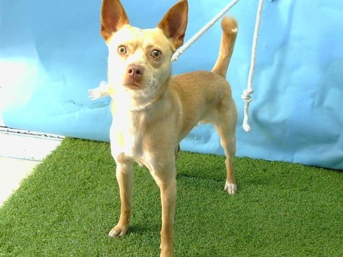 SCOOTER - Terrier available for adoption