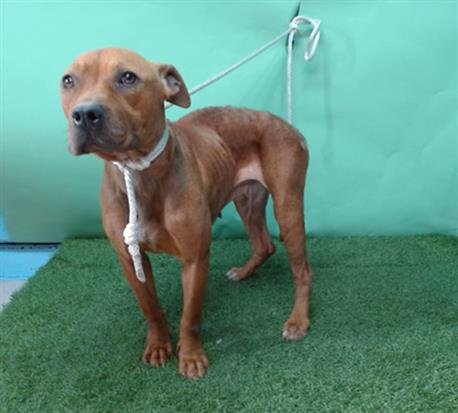 DAISY - Pit Bull Terrier available for adoption