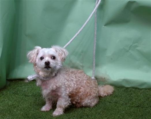 TINY - Yorkshire Terrier Yorkie / Maltese available for adoption