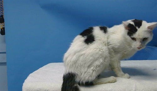 KAT - Domestic Short Hair available for adoption