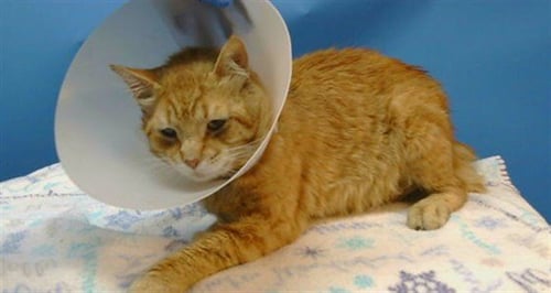 AXWELL - Domestic Short Hair available for adoption