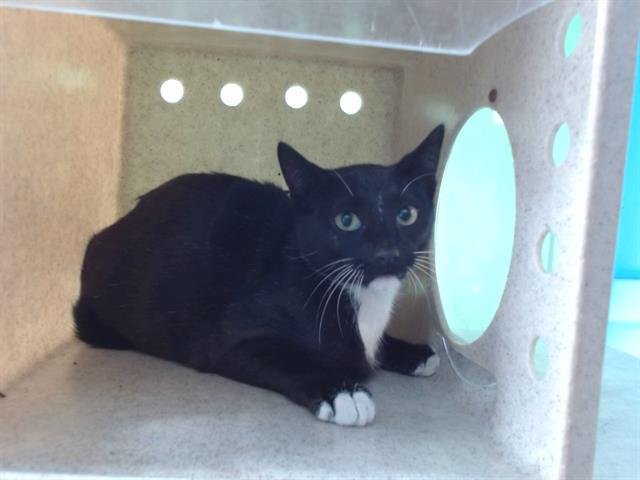 CHANCE - Domestic Short Hair available for adoption