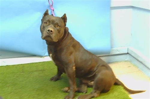 JODY - Cane Corso Mastiff available for adoption