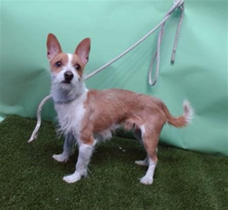 MANGO - Parson Russell Terrier available for adoption
