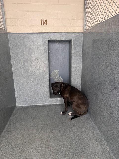 ANTHONY - Pit Bull Terrier available for adoption