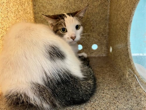 DOTY - Domestic Short Hair available for adoption