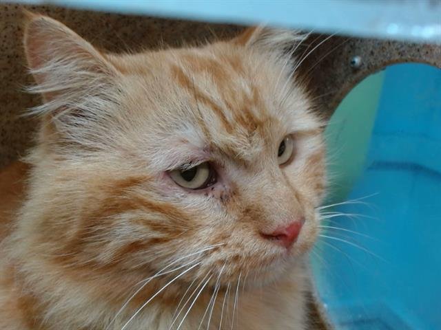 DANTE - Domestic Medium Hair available for adoption