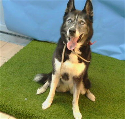 MARLEY - Siberian Husky available for adoption