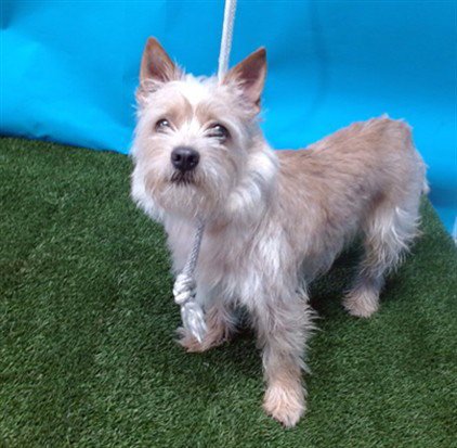 MAX - West Highland White Terrier Westie for adoption in Torrance